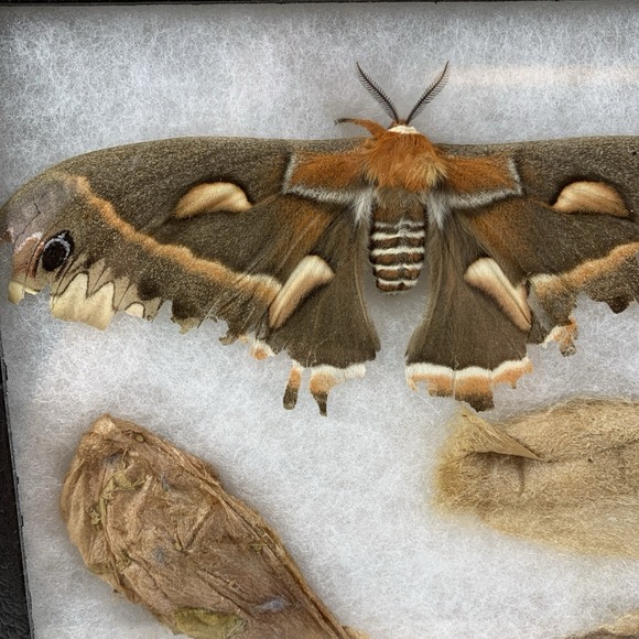 Vintage Shadowbox Framed Cecropia Moth Taxidermy Cocoon Life Cycle Specimen Art - Picture 2 of 16
